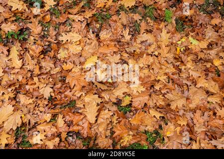 Una vista da vicino aeirale delle foglie di quercia caduto dentro colori marrone autunno Foto Stock