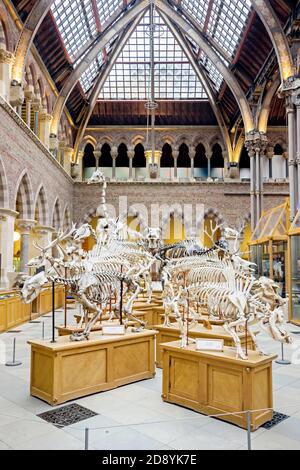 Interni al museo di storia naturale di Oxford Foto Stock