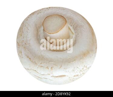 Funghi champignon freschi isolati su sfondo bianco. Champignon biologico da vicino Foto Stock