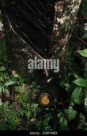 Maschiatura di gomma su un albero di gomma naturale messo dalla comunità locale nella foresta, in Sitahuis, Tapanuli centrale, Sumatra settentrionale, Indonesia. Foto Stock