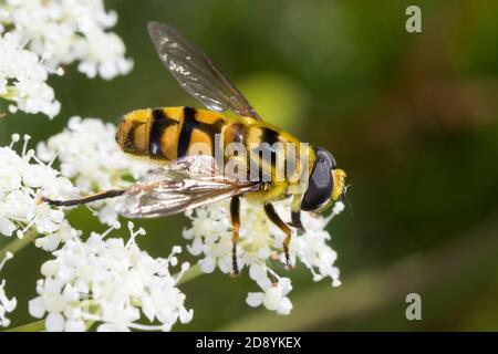 Totenkopfschwebfliege, Totenkopf-Schwebfliege, Gemeine Doldenschwebfliege, Dolden-Schwebfliege, Myathropa florea, Deathskull Fly, Deathskull Fly, Deathskull Foto Stock