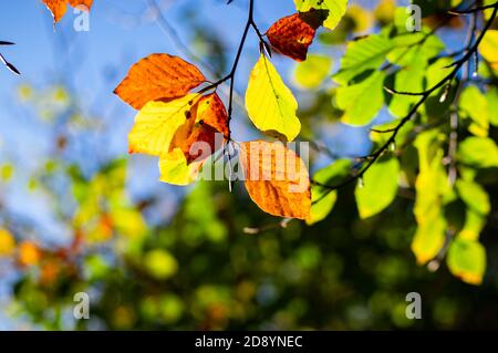 La luce del sole illumina i colori autunnali sulle foglie contro un cielo blu. Foto Stock