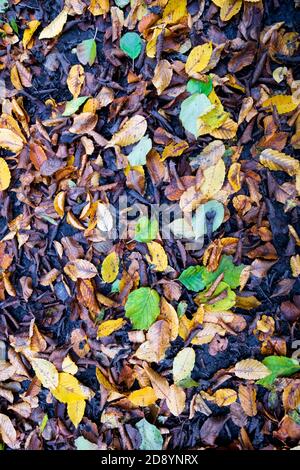 Foglie autunnali a terra in faggio temperato europeo legno Foto Stock