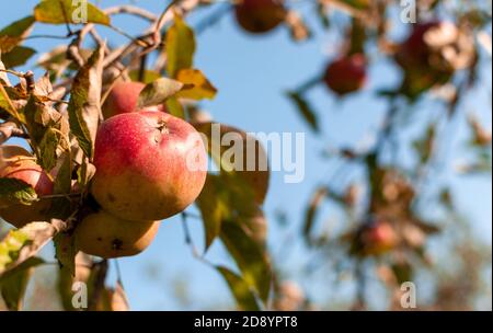 Frutta fresca di mela domestica con foglie secche su sfondo soleggiato offuscato. Malus domestica. Foto Stock