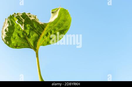 Foglia di girasole su uno sfondo blu e soleggiato con spazio per la copia. Helianthus. Foto Stock
