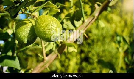 I limoni crescono e maturano sul ramo di un albero di limone, con foglie e rami sullo sfondo, in tonalità verde e gialla Foto Stock