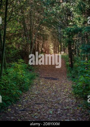 Un sentiero pedonale in UNA Canadian Ontario Northern Pine Forest Durante il periodo autunnale dell'anno Foto Stock