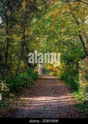 Un sentiero pedonale in un'area di boschi a nord dell'Ontario Durante il periodo autunnale dell'anno Foto Stock