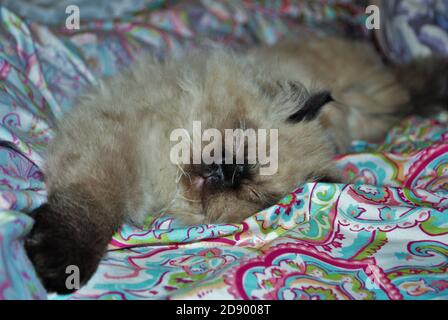 Gattino himalayano assonnato adagiato su un letto Foto Stock