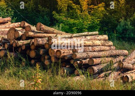 Un mucchio di tronchi di pino sul bordo di la foresta Foto Stock