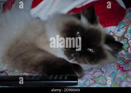 Gattino himalayano assonnato adagiato su un letto Foto Stock