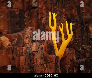 Giallo Stagshorn Calocera viscosa che cresce tipicamente su albero conifero marcio Stump nel bosco del Somerset UK Foto Stock