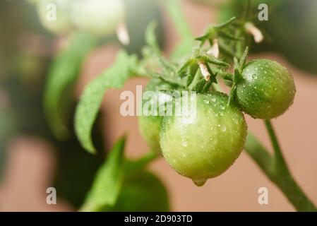 Pomodori verdi freschi al coperto su un ramo coltivato a casa Foto Stock