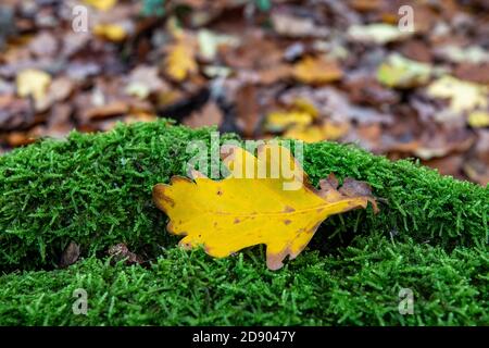 Foglia gialla su muschio verde nella foresta d'autunno Foto Stock