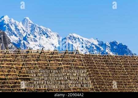 Enormi scaffali vuoti in legno per appendere e asciugare cod a. Fare lo stock sulle isole Lofoten in Norvegia su chiaro giornata invernale con cielo blu Foto Stock