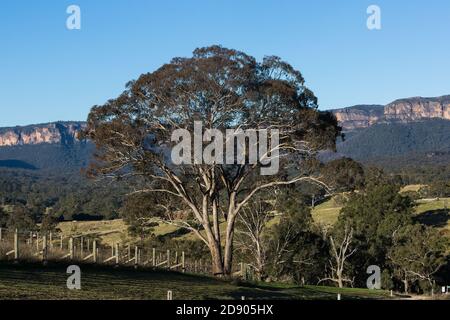 Megalong Creek Estate, Blue Mountains Winery, Megalong Valley, NSW, Australia. Foto Stock