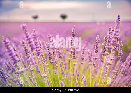 Campo di lavanda in estate. Fiori di lavanda al tramonto in Provenza, Francia. Vista della natura in primo piano, paesaggio floreale in fiore, paesaggio in fiore in estate Foto Stock