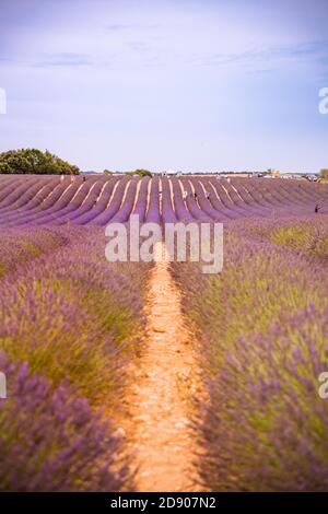 Campo di lavanda in estate. Fiori di lavanda al tramonto in Provenza, Francia. Vista della natura in primo piano, paesaggio floreale in fiore, paesaggio in fiore in estate Foto Stock