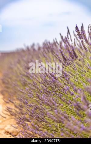 Campo di lavanda in estate. Fiori di lavanda al tramonto in Provenza, Francia. Vista della natura in primo piano, paesaggio floreale in fiore, paesaggio in fiore in estate Foto Stock