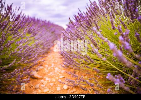 Campo di lavanda in estate. Fiori di lavanda al tramonto in Provenza, Francia. Vista della natura in primo piano, paesaggio floreale in fiore, paesaggio in fiore in estate Foto Stock