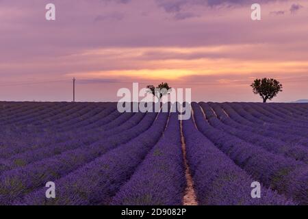 Vista panoramica del campo di lavanda francese al tramonto. Tramonto su un campo di lavanda viola in Provenza, Francia, Valensole. Paesaggio naturale estivo Foto Stock