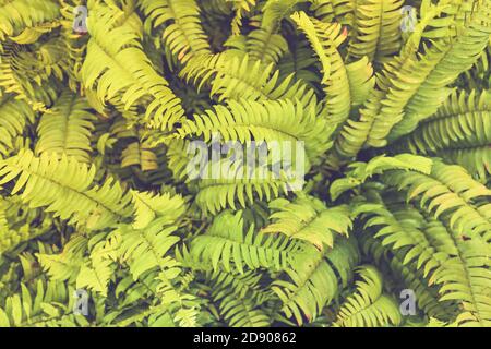Vista macro dei petali di felce verdi. Verde pianta felce fiorito. Fern sullo sfondo di piante verdi. Descrizione astratta della natura Foto Stock