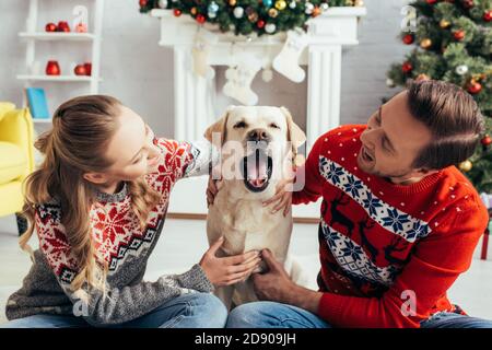 gioiosa coppia in pullover lavorato a maglia che abbracciano labrador yawning in decorato appartamento a natale Foto Stock