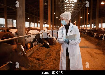 Ritratto di giovane donna veterinario indossare maschera e camice di laboratorio esame mucche presso caseificio, copia spazio Foto Stock