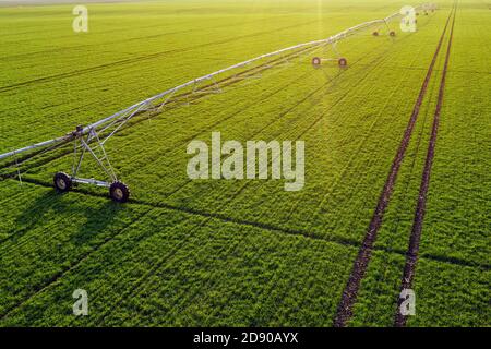 Vista aerea dell'irrigatore a perno centrale nel campo del grano verde giovane, fotografia dei droni Foto Stock