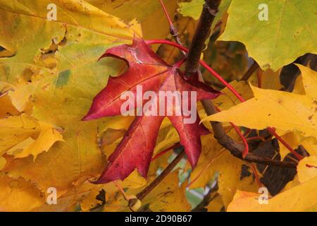 Foglia di acero rosso sullo sfondo di foglie colorate Autunno in Lituania Foto Stock