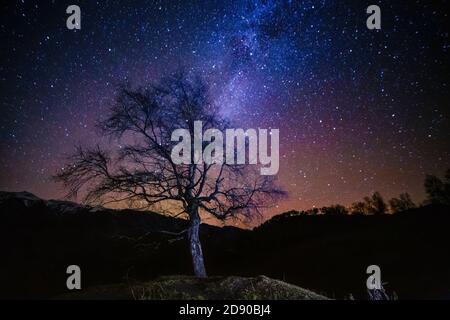 Cielo notturno con modo lattiginoso e albero da solo sulla montagna orizzontale Foto Stock