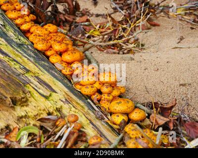 Fungo di Miele giallo su un moncone in autunno Foto Stock