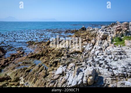 African colonia di pinguini in Stoney Point su Betty's Bay, Western Cape, Sud Africa Foto Stock