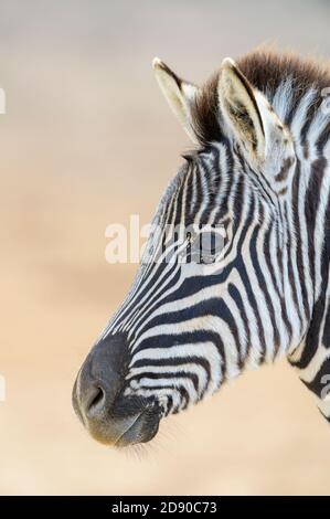 Zebre di Burchell (Equus quagga burchelli), ritratto foale, Parco Nazionale degli Elefanti di Addo, Sudafrica Foto Stock