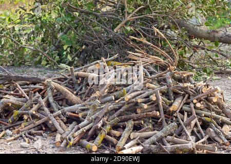 Un mucchio di legna da ardere segata si trova di fronte al alberi di mele abbattuto Foto Stock