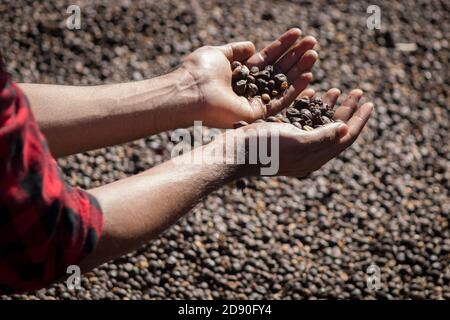 Coltivatore che tiene fagioli di caffè secchi in una fattoria, fagiolo di caffè torrefatto sullo sfondo Foto Stock