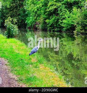 Grey Heron sulle rive del Canal Grande Union a Stoke Hammond, Milton Keynes Foto Stock