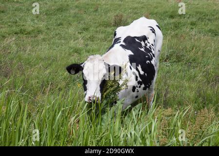 Una mucca che pascola in un campo a Wareham, Dorset nel Regno Unito Foto Stock