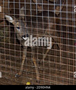 un giovane cervo si trova in una gabbia Foto Stock