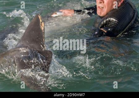 Delfino solitario 'Dave'. Folkestone. Kent, Regno Unito. Dave il delfino è stato gravemente ferito nell'ottobre 2007. Foto Stock