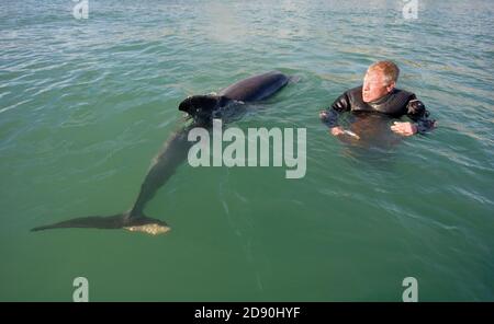 Delfino solitario 'Dave'. Folkestone. Kent, Regno Unito. Dave il delfino è stato gravemente ferito nell'ottobre 2007. Foto Stock