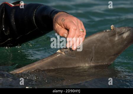 Delfino solitario 'Dave'. Folkestone. Kent, Regno Unito. Dave il delfino è stato gravemente ferito nell'ottobre 2007. Foto Stock