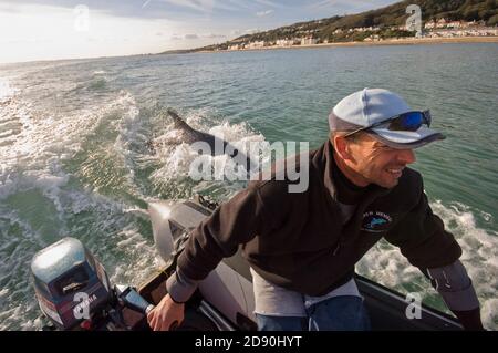 Delfino solitario 'Dave'. Folkestone. Kent, Regno Unito. Dave il delfino è stato gravemente ferito nell'ottobre 2007. Foto Stock