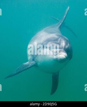 Selvatico solitario socievole Dolphin di Bottlenose polveroso (Tursiops truncatus) Co Clare, Irlanda Foto Stock