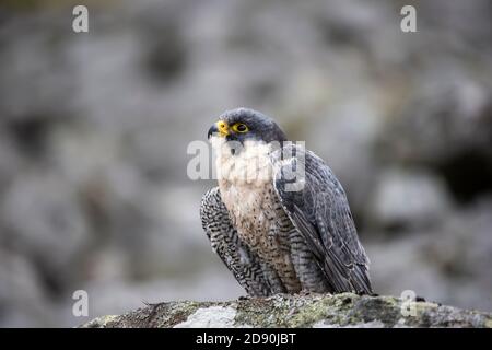 Un falco peregrino adulto Falco peregrinus cattività perching su uno sperraccolto roccioso nel Cumbria uplands Regno Unito Foto Stock