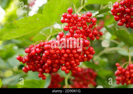 Viburnum Opulus 'Notcutt's varietà guelder rosa bacche.UK Foto Stock