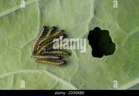 Pieris brassicae su fogliame di cavolfiore. Grandi larve bianche della farfalla che mangiano foglie di pianta del cavolfiore. Foto Stock