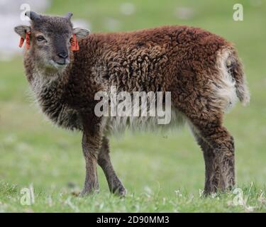 Un agnello di pecora di soia su Hirta, San Kilda Foto Stock