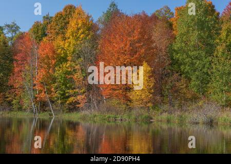 Autunno su un lago selvaggio nel Wisconsin settentrionale. Foto Stock