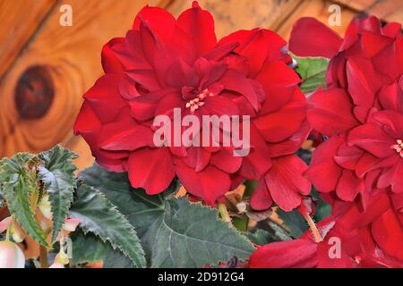 Fiori rossi luminosi di begonia tuberous o (Begonia tuberhybrida) - primo piano decorativo di piante a fiore grande su sfondo sfocato. Può essere cresciuto sia a. Foto Stock